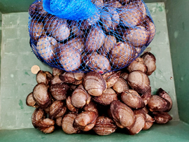 シラガウニ ガンガゼ 赤貝など イシダイ 餌を全国発送しています 入金確認後現地直送も可 バーゲン特価セール随時開催中 大漁時刻表はweb版になって現在無料公開中