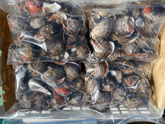 シラガウニ・ガンガゼ・赤貝など、イシダイ餌を全国発送しています 