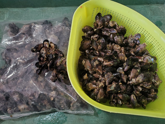 シラガウニ・ガンガゼ・赤貝など、イシダイ餌を全国発送しています